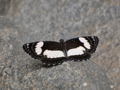 Neptis alta