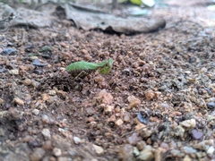 Sphaeromantis