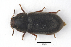 Cis villosulus