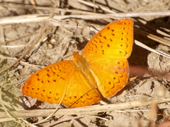 Pseudargynnis hegemone