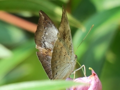 Euthalia anosia