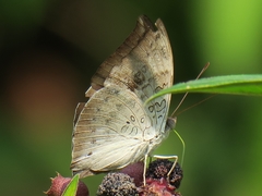 Euthalia anosia