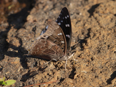 Charaxes guderiana guderiana