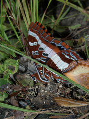 Charaxes druceanus