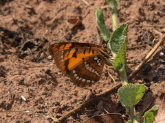 Byblia anvatara