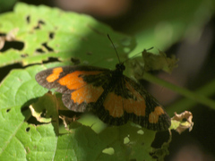 Acraea bonasia