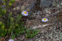 Brachyscome stuartii