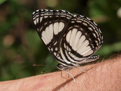 Neptis alta