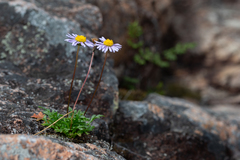 Brachyscome stuartii