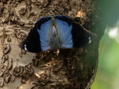 Charaxes bohemani