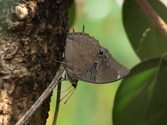 Charaxes bohemani