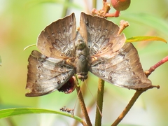 Euthalia anosia