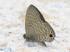 Ionolyce helicon