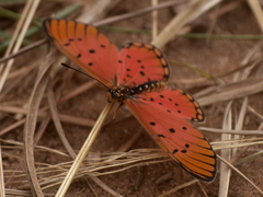 Acraea periphanes