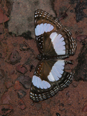 Neptis penningtoni