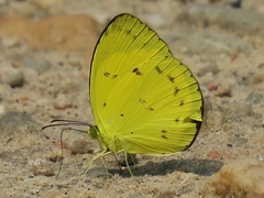 Eurema nicevillei