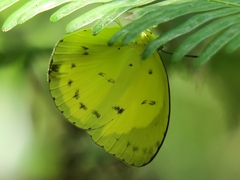 Eurema nicevillei