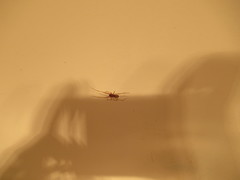 Steatoda