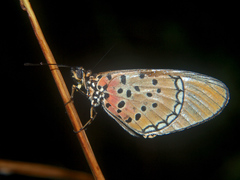 Acraea caldarena