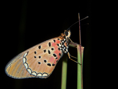 Acraea caldarena