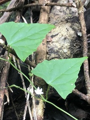 Zehneria cunninghamii