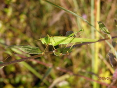 Phaneroptera