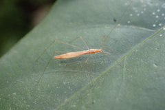 Yemmalysus parallelus