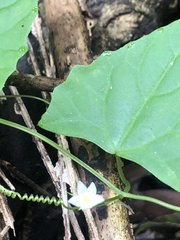 Zehneria cunninghamii