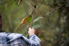 Dryocosmus kuriphilus