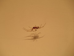 Steatoda