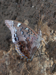 Charaxes guderiana guderiana