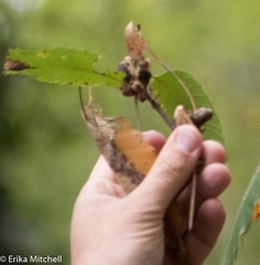 Dryocosmus kuriphilus
