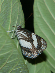 Neptis laeta