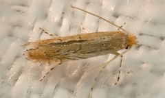 Phyllonorycter messaniella