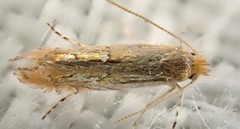 Phyllonorycter messaniella