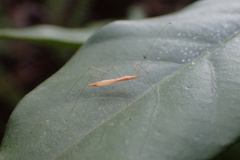 Yemmalysus parallelus