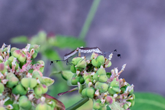Chariesterus armatus