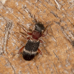 Lemidia accincta