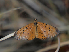 Pardopsis punctatissima