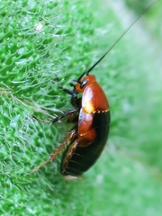 Hemithyrsocera palliata