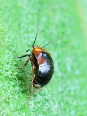Hemithyrsocera palliata