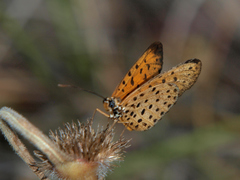 Pardopsis punctatissima