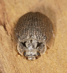 Paropsis delittlei