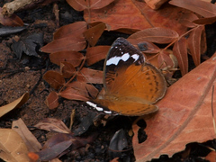 Euriphene iris
