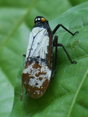 Penthicodes farinosus