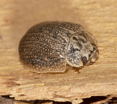 Paropsis delittlei
