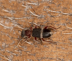 Lemidia accincta