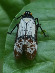 Penthicodes farinosus