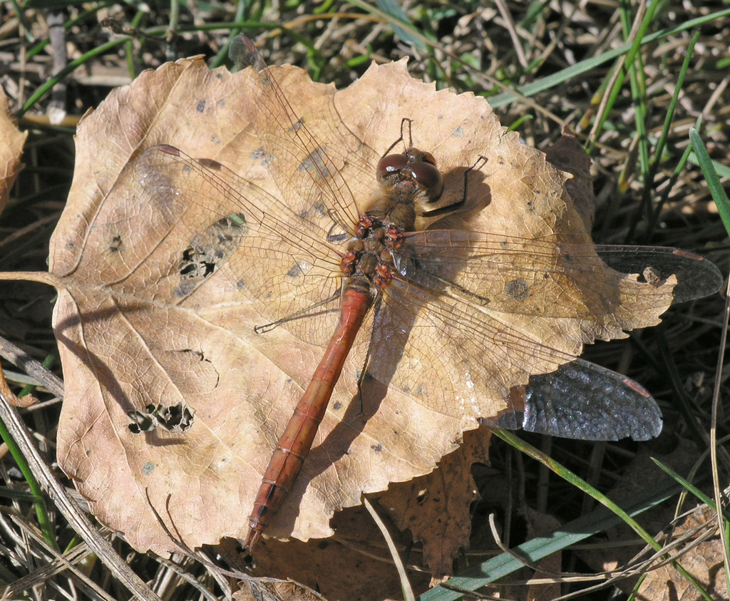 Vagrant Darter