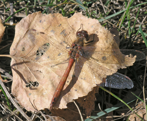 Vagrant Darter